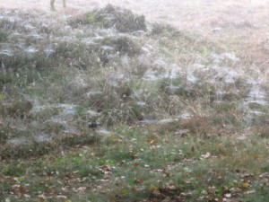 Natuurlijk is het Drentse landschap prachtig. Door de mist, dauw en de spinnenwebben een fotomoment waard.